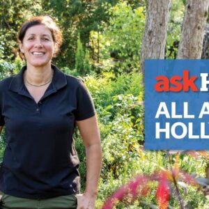 All About Holly Bushes  | Ask This Old House