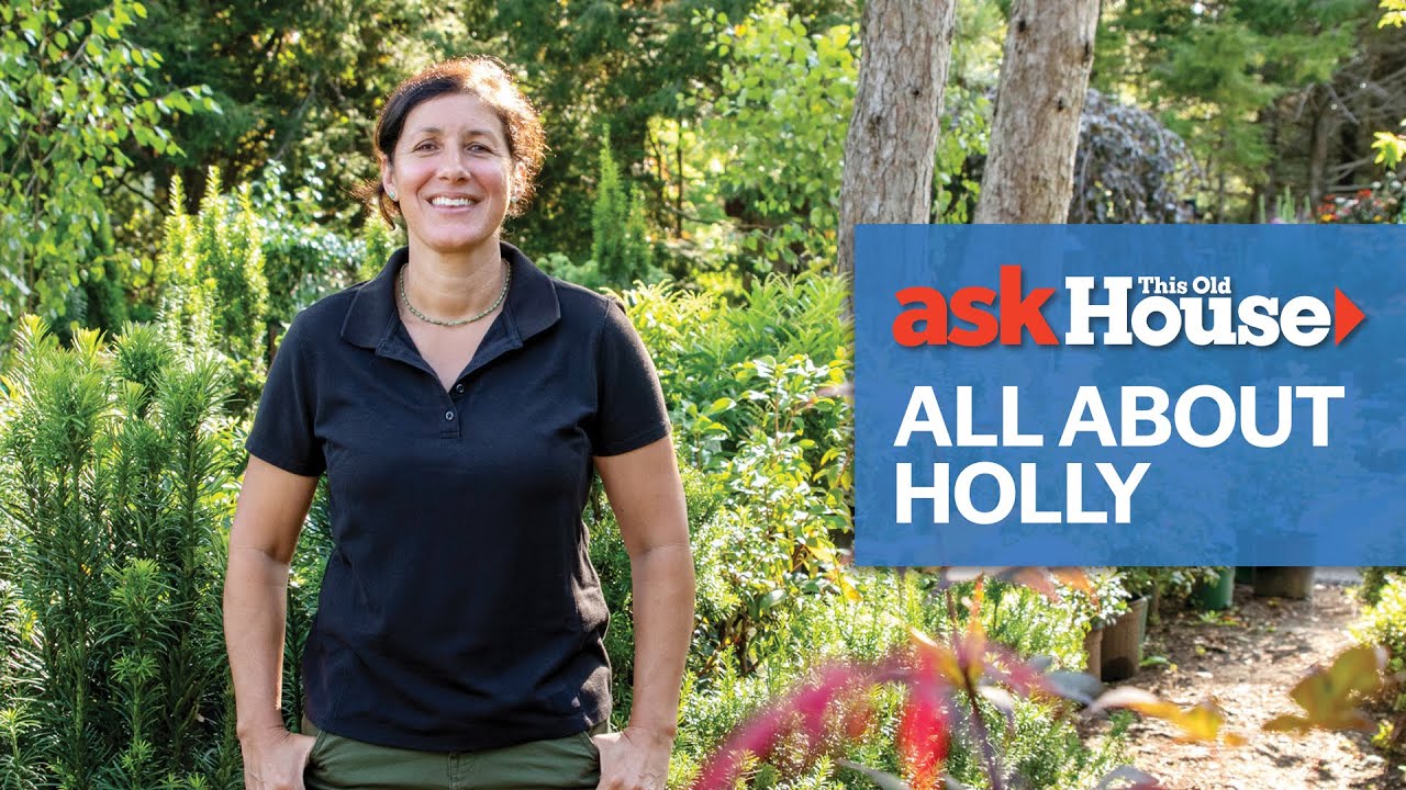 All About Holly Bushes  | Ask This Old House