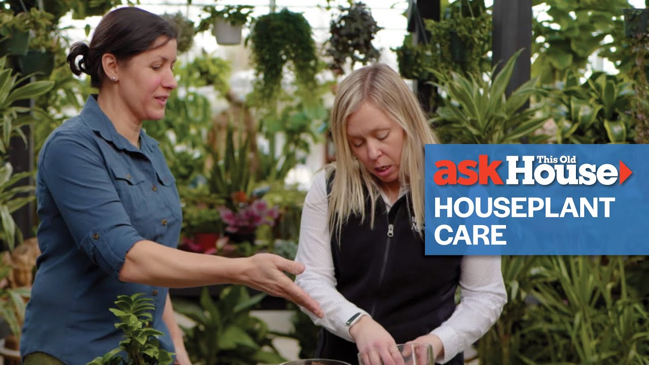 Simple Guide to Houseplant Care | Ask This Old House