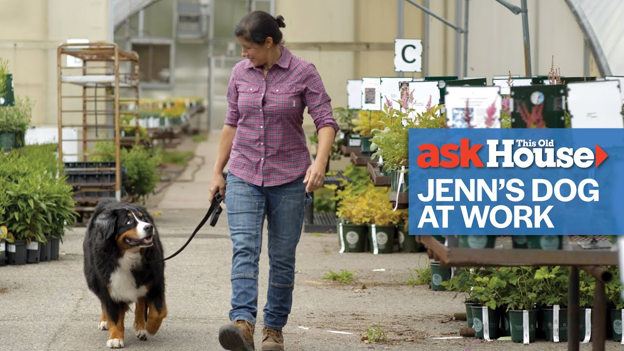Jenn’s Dog Loves Coming to Work | Ask This Old House