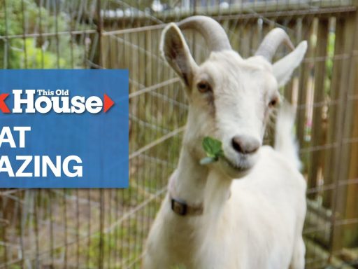 Understanding Goat Grazing | Ask This Old House